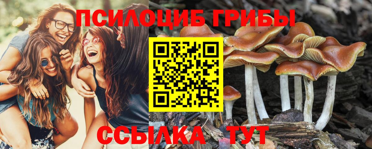 Галлюциногенные грибы Cubensis Пушкино